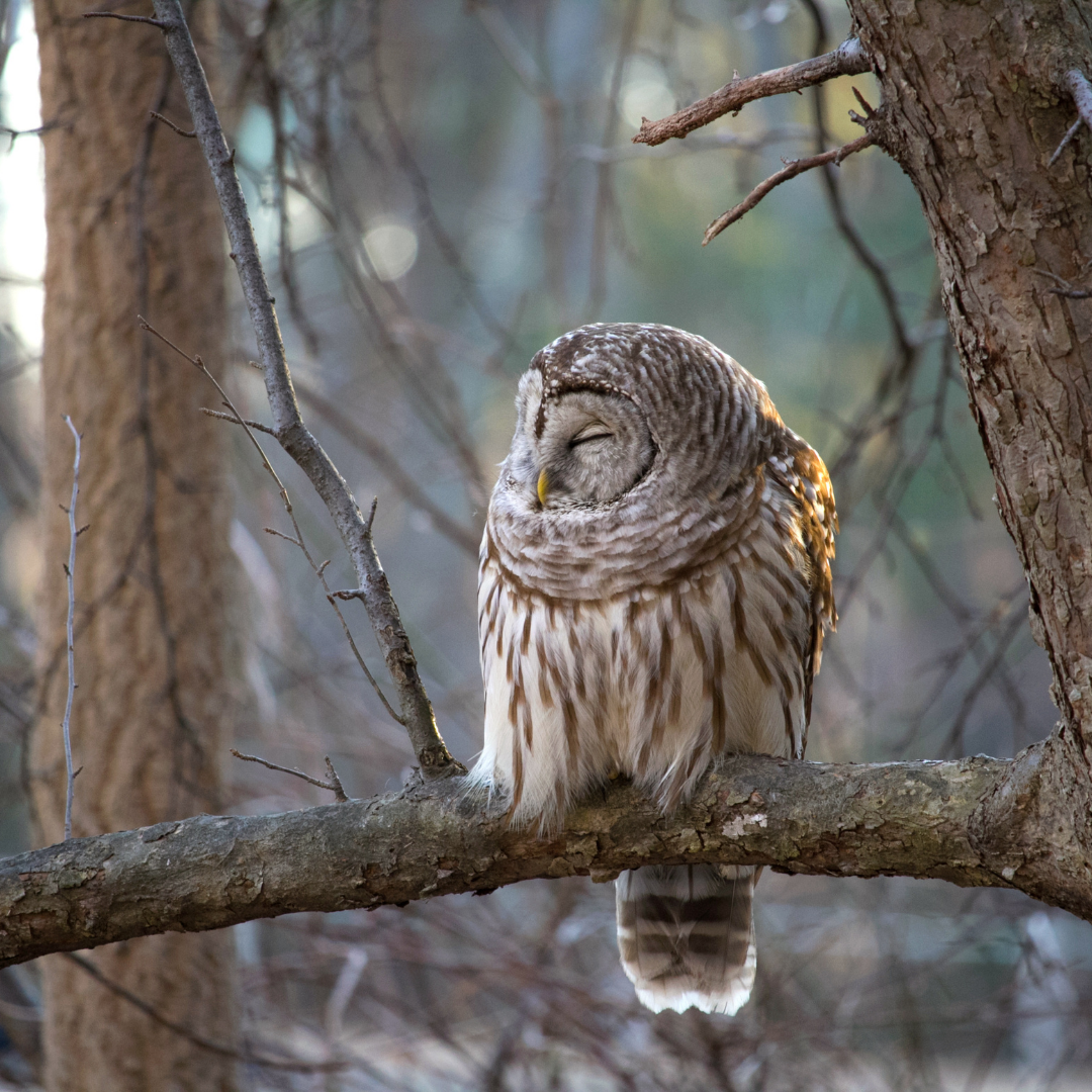 A mature Barred Owl naps on a branch in a winter forest